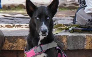 Niña, la perrita guardiana de los sueños de una familia migrante