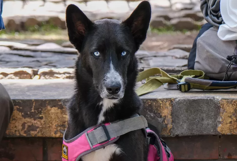 Niña, la perrita guardiana de los sueños de una familia migrante