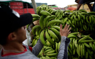 La FAO llama a Centroamérica a aprovechar su “invaluable biodiversidad alimentaria”