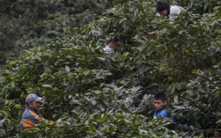 Honduras recibe 1.390 millones de dólares al cierre de la cosecha de café 2022-2023