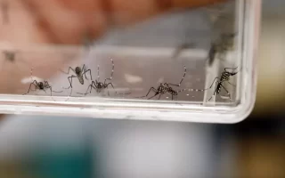 Comayagua convertido en el epicentro de las muertes por dengue