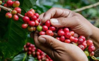 Sector del café cerrará el año 2023 con una producción de 6.5 millones de quintales