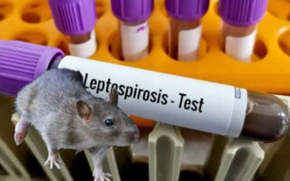 En La Ceiba confirman caso de leptospirosis y hay otros dos sospechosos