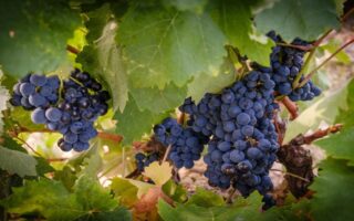 La producción mundial de vino cayó un 10 % en 2023 por el clima extremo