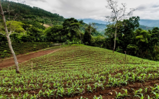 Lluvias afectan levemente cultivos de granos básicos en Honduras