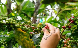 Cafetaleros proyectan caída de $300 millones en exportaciones de café