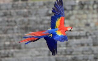 Diez Guacamayas vuelan libres en Copán Ruinas (video)