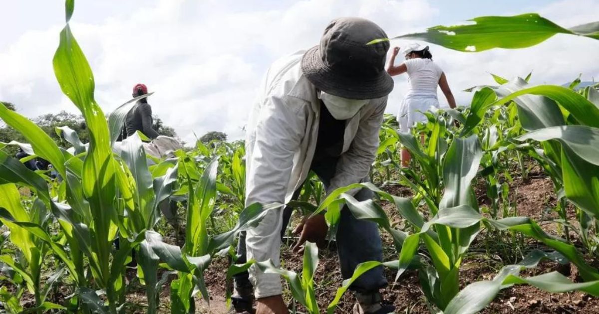 Cohep: fortalecimiento de la producción nacional en Honduras.