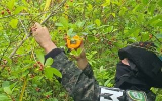 Policia: 24 mil plantas de coca aseguradas en Atlántida (Video)