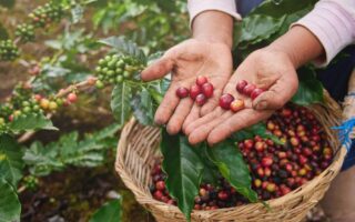 Cafetaleros impulsan innovación en la cadena de producción y comercialización