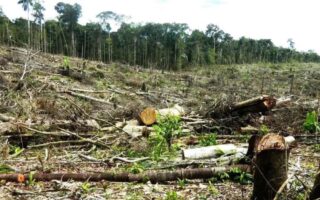 Detenidos «depredadores del bosque» en Cortés, incluido menor