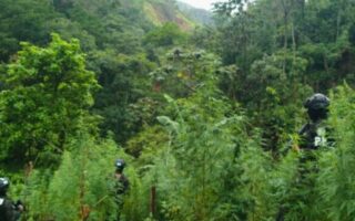 FF.AA aseguran 60 mil plantas de marihuana en Colón (VIDEO)