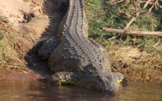 Menores atacados por lagarto en Valle: Fuera de peligro