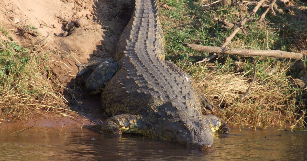 Niños atacados por lagarto: Estables