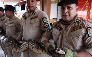 Enorme boa hallada en casa de Tegucigalpa (video)