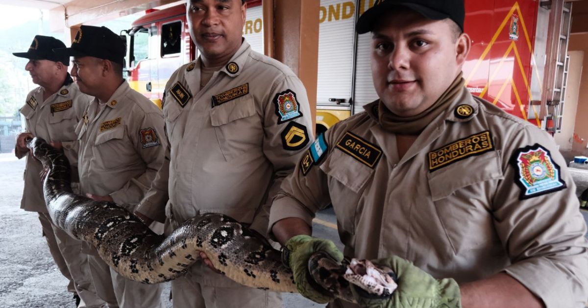 Enorme serpiente descubierta por bomberos