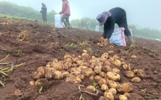 Productores de Azacualpa aumentan producción de papa con Bono Tecnológico