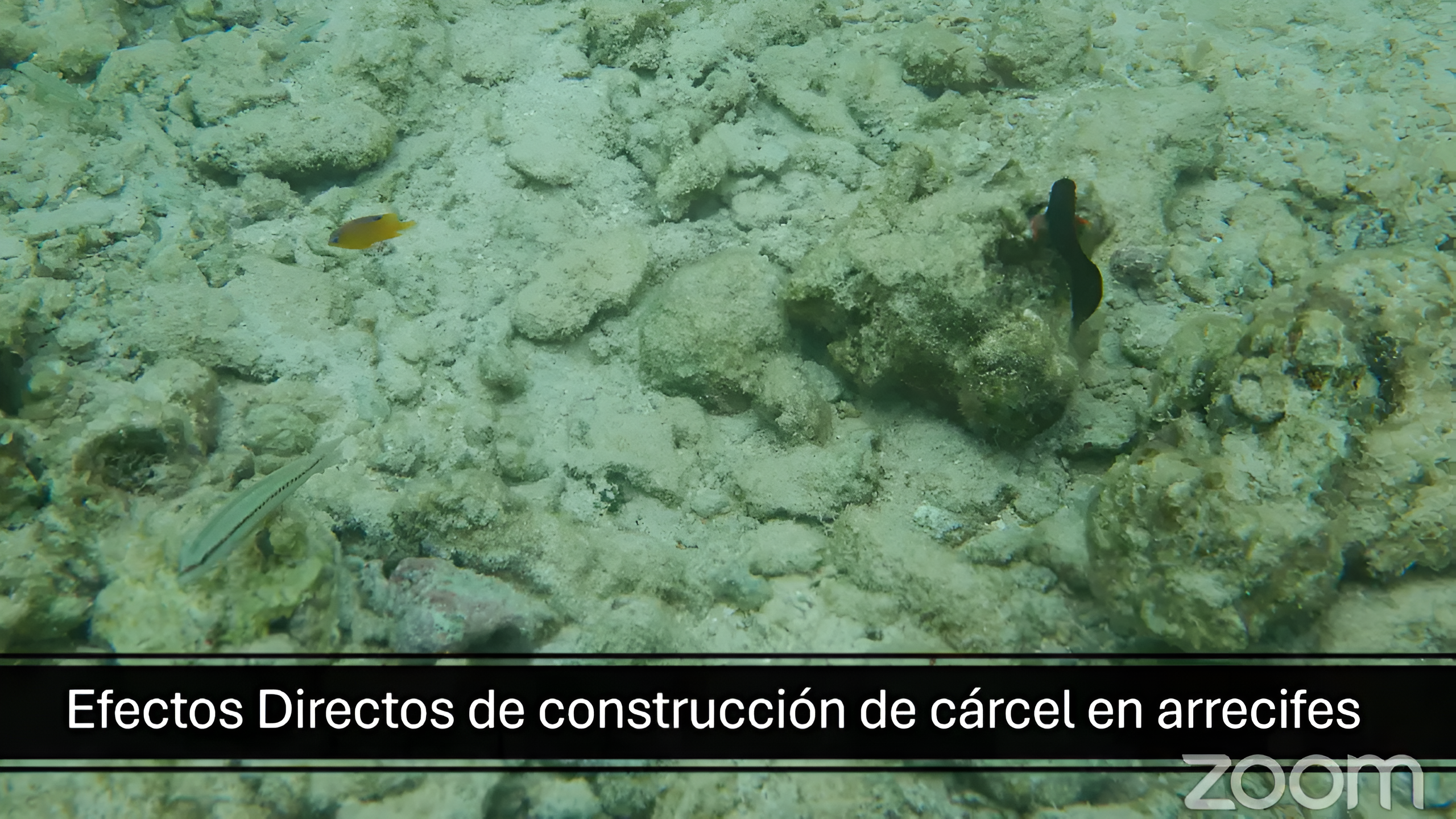 Cuatro docentes e investigadores de la carrera de Biología de la Universidad Nacional Autónoma de Honduras (UNAH).