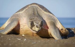 Prohíben consumo de huevos de tortuga Golfina en zona sur