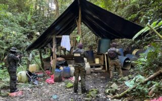 FF. AA. decomisan 124,000 arbustos de hoja de coca en Gracias a Dios