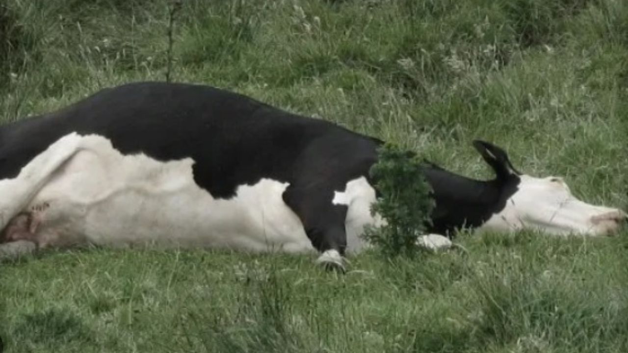 Ganaderos en Erandique temen por sus animales