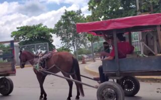 SPS: Carreteros llegan a juzgado a caballo, exigen sus derechos