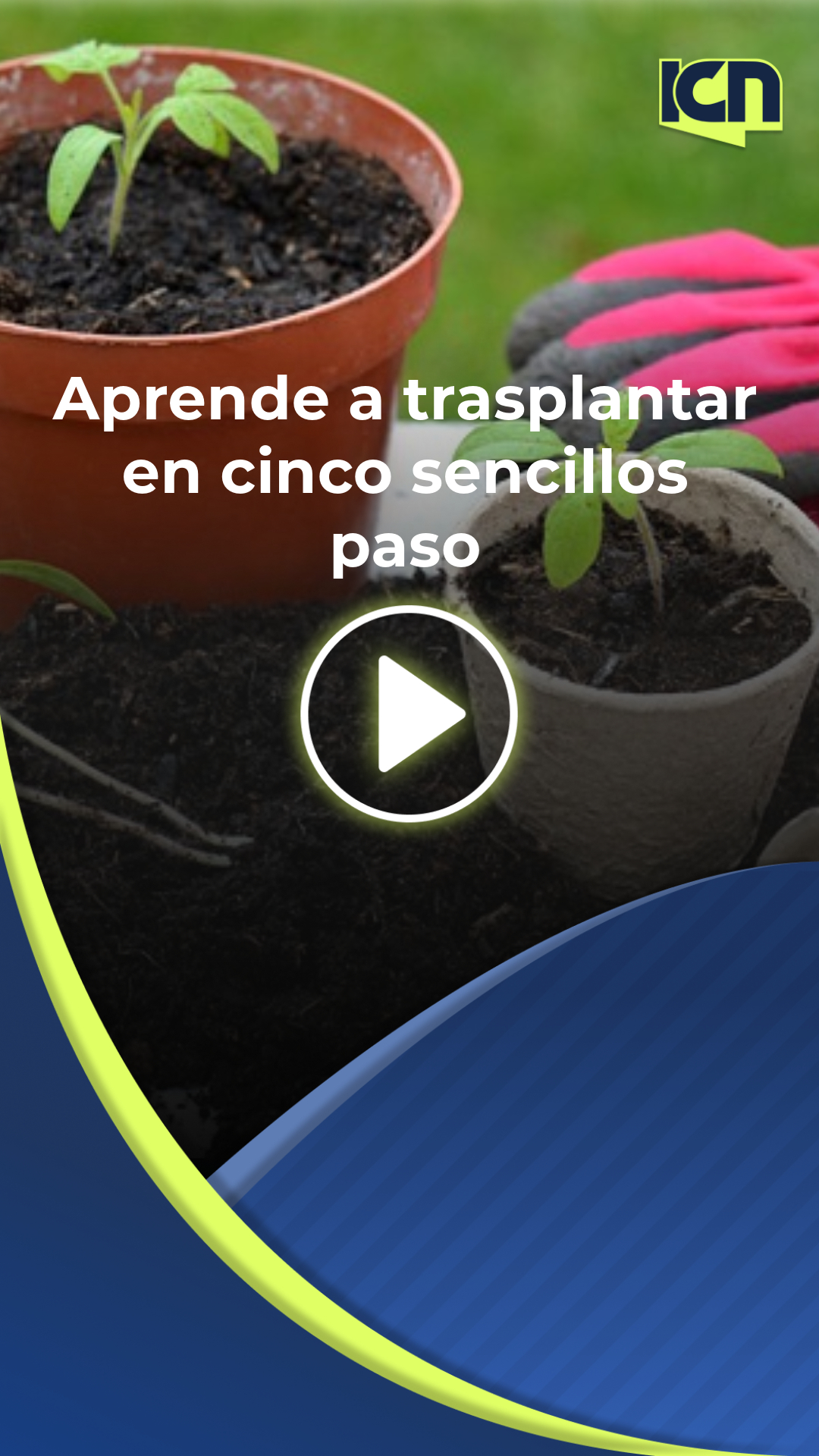 Aprende a trasplantar en cinco sencillos paso