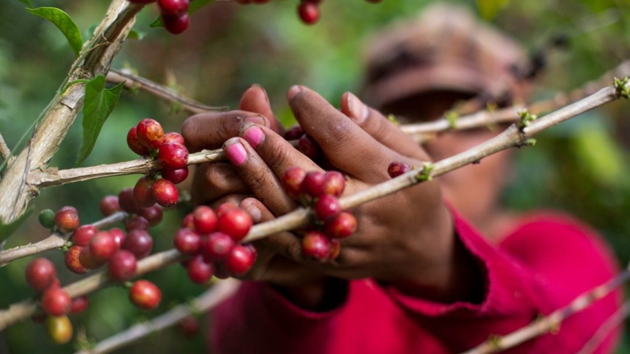 Honduras recibe alivio con aplazamiento de ley contra deforestación 