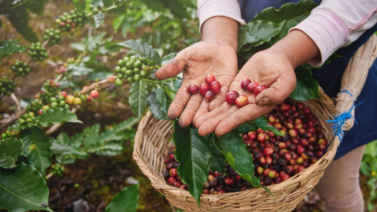 Precio del café supera los $305 por quintal