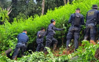 DNPA erradica 50,000 arbustos y destruye laboratorio en Pico Bonito en Atlántida