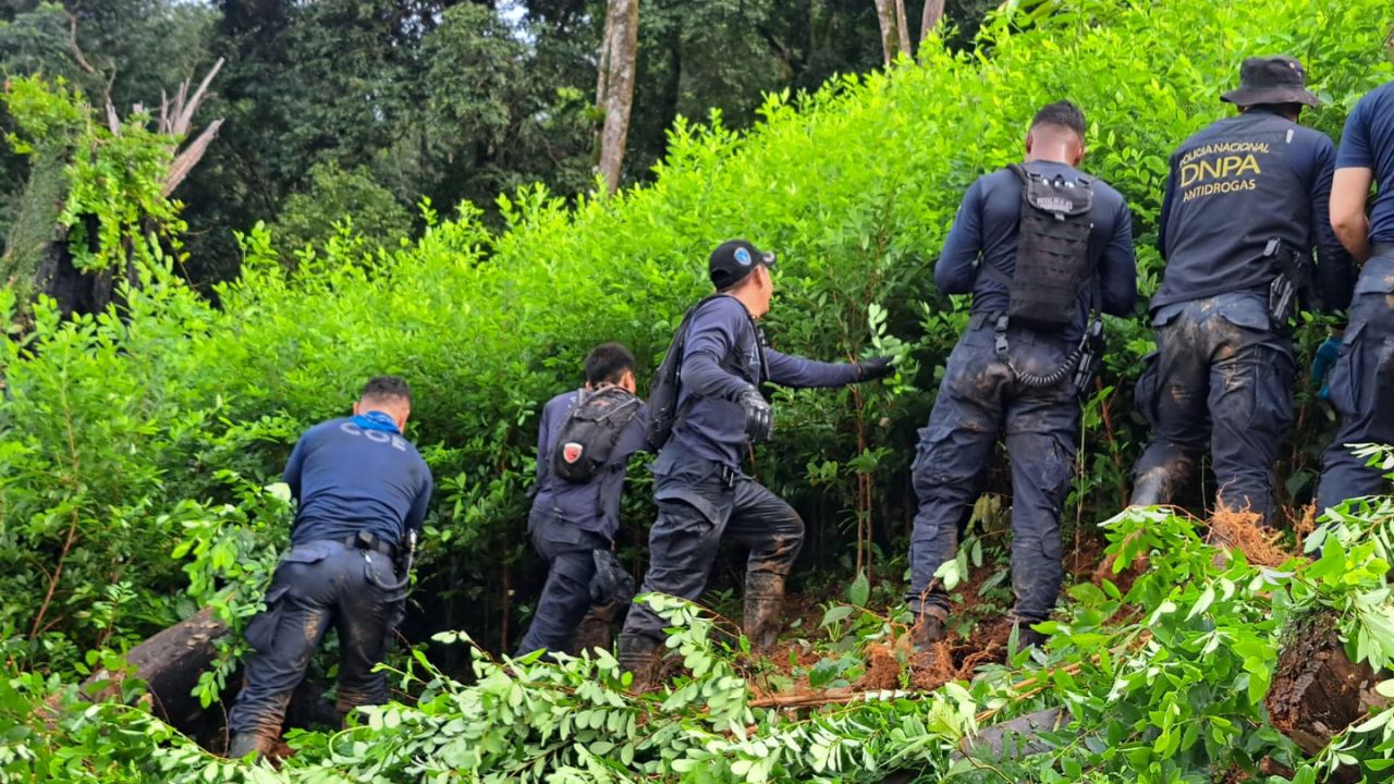 DNPA erradica 50,000 arbustos y destruye laboratorio en Pico Bonito en Atlántida