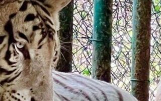 Zoológico ya tiene visto bueno de la Fiscalía para pedir liberación de tigres y leones