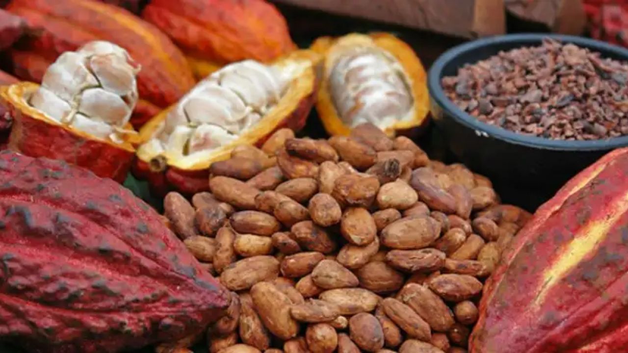 Las seis mejores muestras de cacao de Honduras competirán en Italia